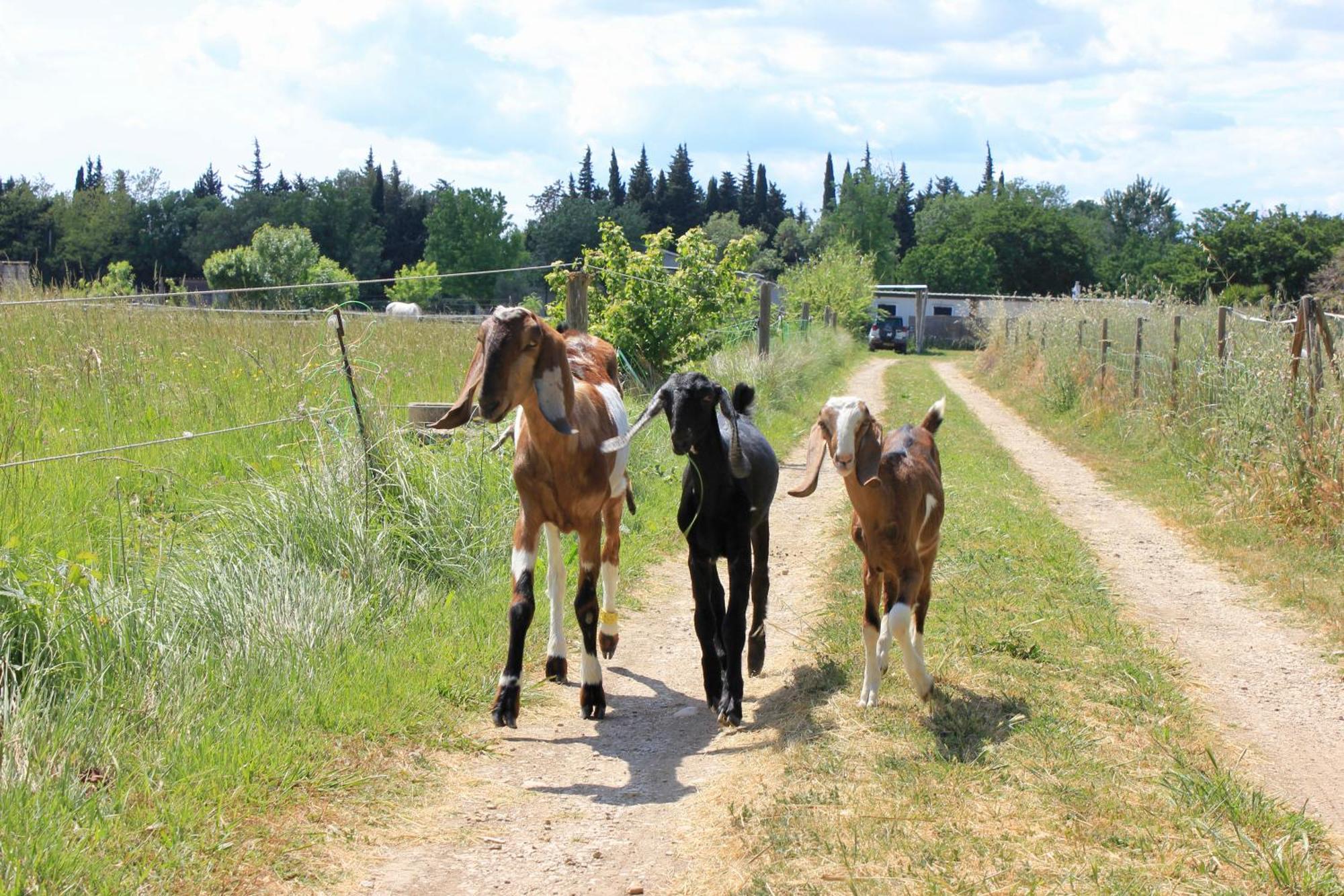 Lobilum En Camargue Saint-Martin-de-Crau Exterior foto